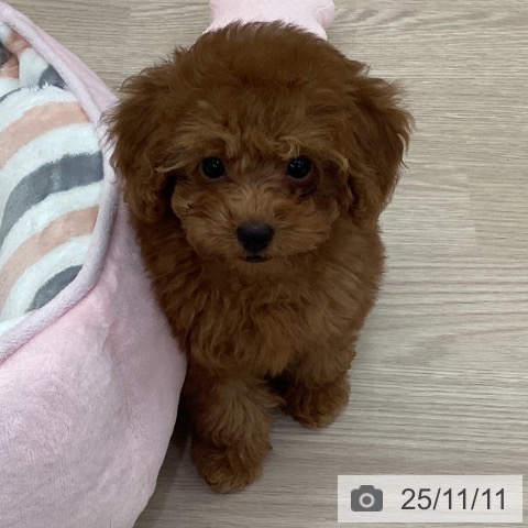 トイ・プードルの写真