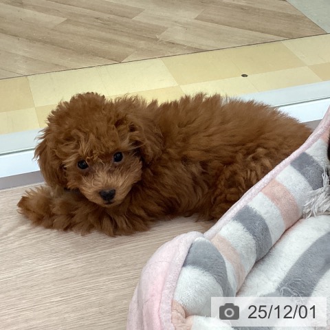 愛知県のトイプードル(トイ) (ペットプラス 豊田店/2025年9月1日生まれ/女の子/レッドフォーン)の子犬の4枚目の画像