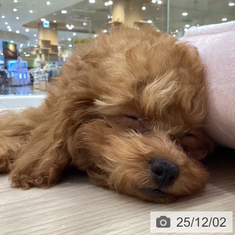 愛知県のトイプードル(トイ) (ペットプラス 豊田店/2025年9月1日生まれ/女の子/レッドフォーン)の子犬の3枚目の画像