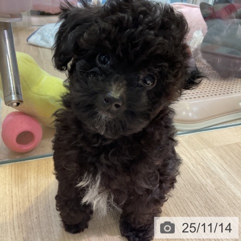 トイ・プードルの写真