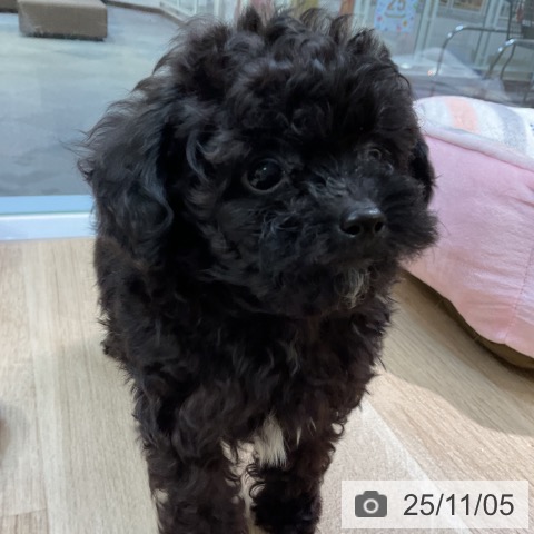 トイ・プードルの写真