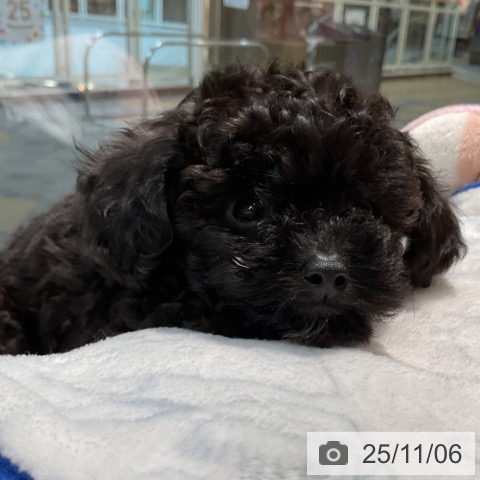 トイ・プードルの写真