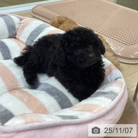 トイ・プードルの写真