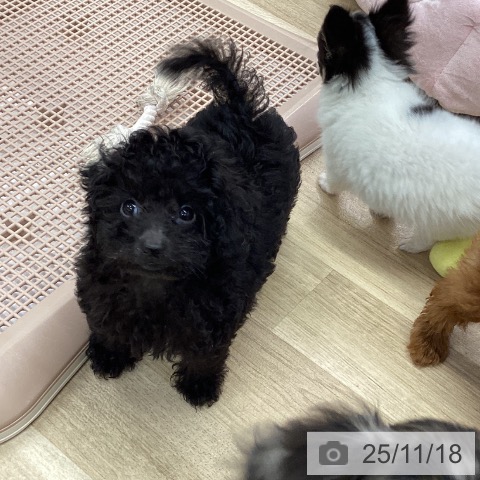 愛知県のトイプードル(トイ) (ペットプラス イオンモール長久手店/2025年8月31日生まれ/女の子/ブラック)の子犬の4枚目の画像
