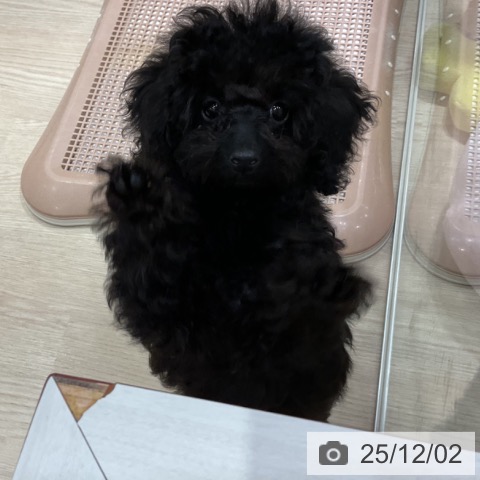 愛知県のトイプードル(トイ) (ペットプラス イオンモール長久手店/2025年8月31日生まれ/女の子/ブラック)の子犬の3枚目の画像