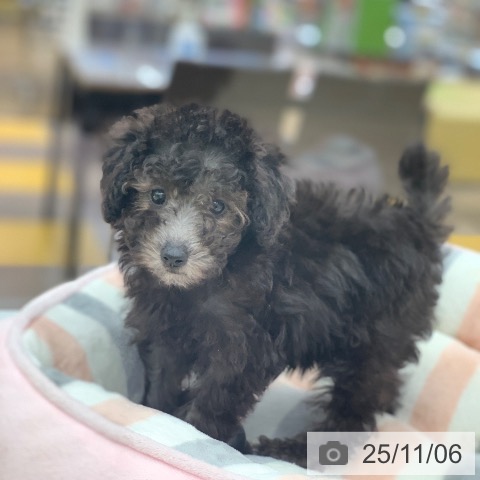 トイ・プードルの写真