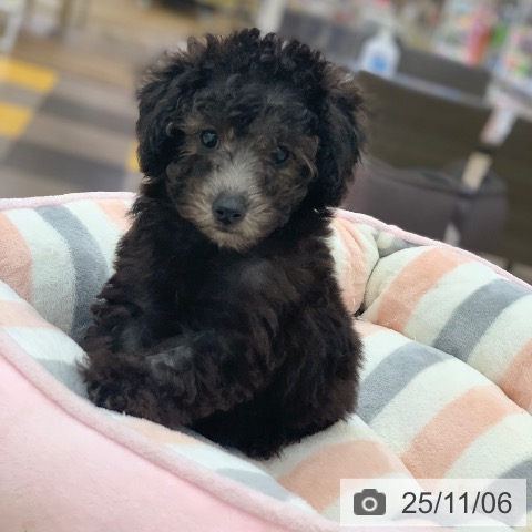 トイ・プードルの写真