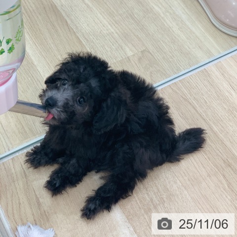 トイ・プードルの写真