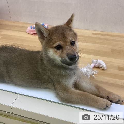 香川県の柴犬(標準サイズ) (ペットプラス 高松店/2025年9月1日生まれ/男の子/赤)の子犬の3枚目の画像