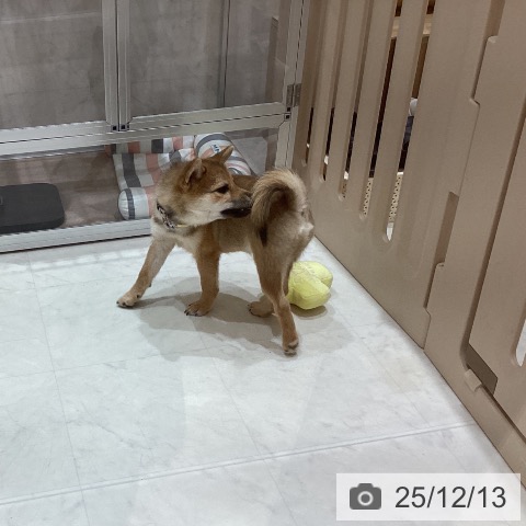 香川県の柴犬(標準サイズ) (ペットプラス 高松店/2025年9月1日生まれ/男の子/赤)の子犬の3枚目の画像