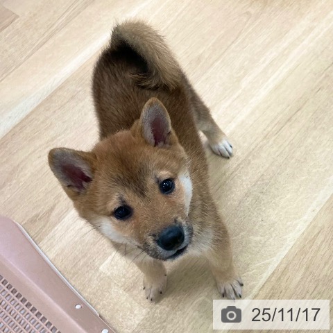 愛媛県の柴犬(標準サイズ) (ペットプラス 新居浜店/2025年9月1日生まれ/女の子/赤)の子犬の4枚目の画像