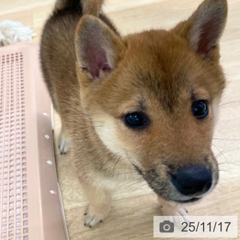 愛媛県の柴犬(標準サイズ) (ペットプラス 新居浜店/2025年9月1日生まれ/女の子/赤)の子犬の3枚目の画像