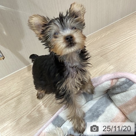 徳島県のヨークシャーテリア (ペットプラス 徳島店/2025年9月3日生まれ/男の子/スチールブルータン)の子犬の4枚目の画像