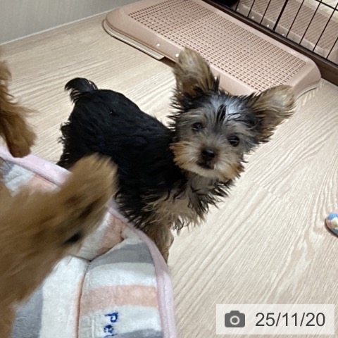 徳島県のヨークシャーテリア (ペットプラス 徳島店/2025年9月3日生まれ/男の子/スチールブルータン)の子犬の3枚目の画像