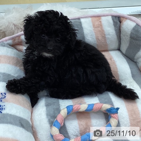 トイ・プードルの写真