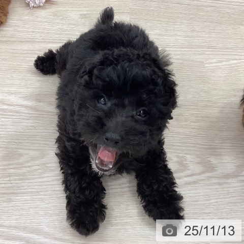 トイ・プードルの写真