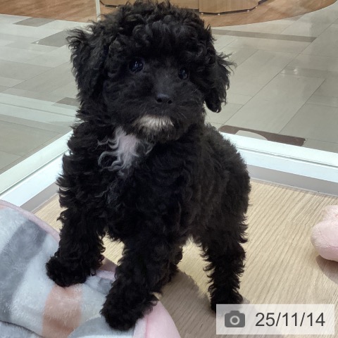 トイ・プードルの写真