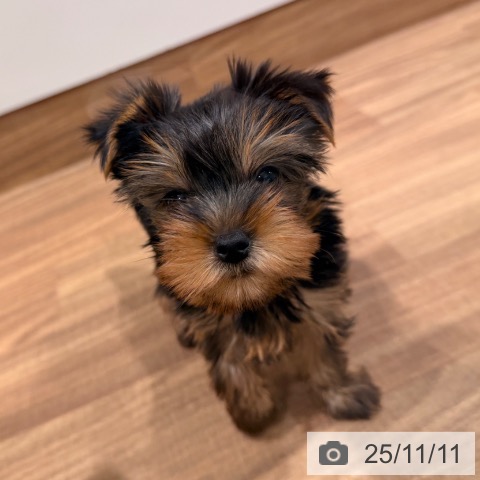 岡山県のヨークシャーテリア (ペッツワン 岡山南店/2025年8月31日生まれ/女の子/スチールブルータン)の子犬の4枚目の画像