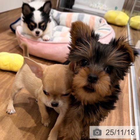 岡山県のヨークシャーテリア (ペッツワン 岡山南店/2025年8月31日生まれ/女の子/スチールブルータン)の子犬の3枚目の画像