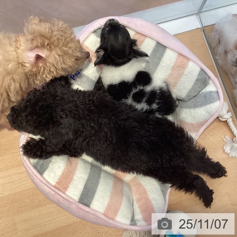 トイ・プードルの写真