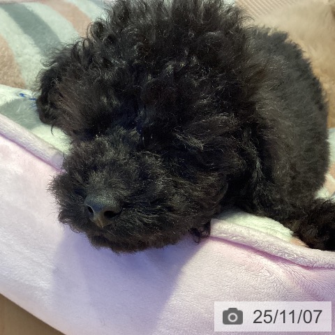 トイ・プードルの写真