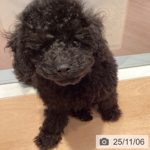 トイ・プードルの写真