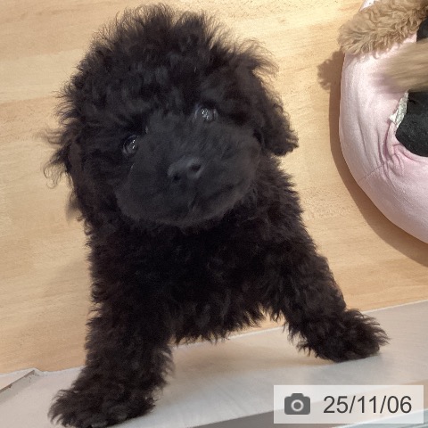 トイ・プードルの写真