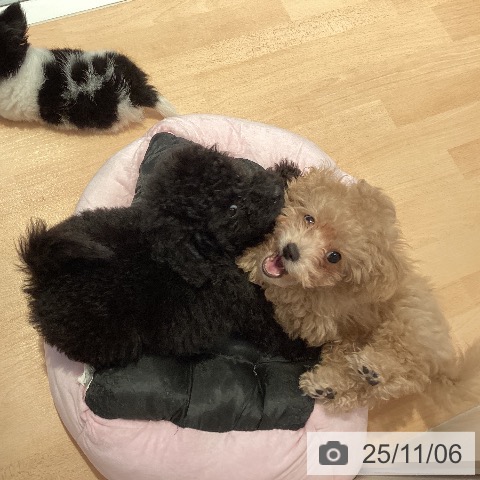 トイ・プードルの写真