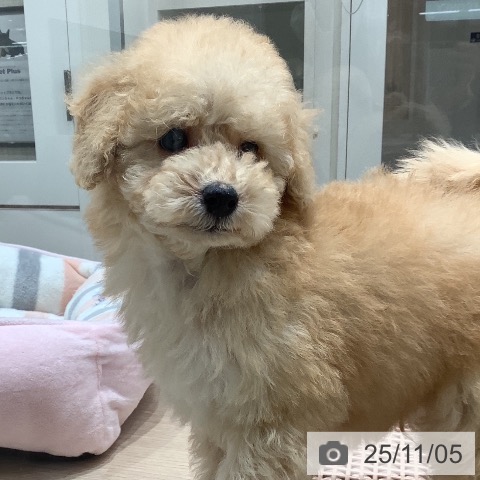 トイ・プードルの写真