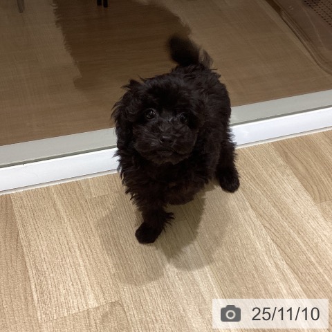 愛知県のトイプードル(トイ) (ペットプラス イオンモール豊川店/2025年9月4日生まれ/男の子/ブラック)の子犬の4枚目の画像