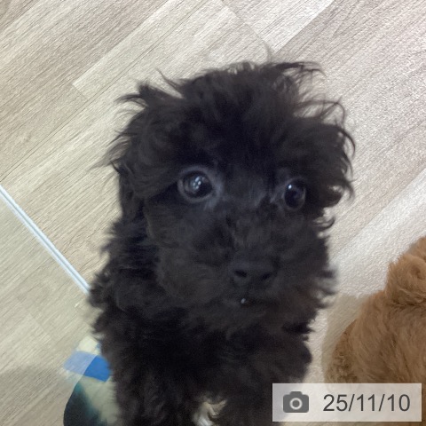 愛知県のトイプードル(トイ) (ペットプラス イオンモール豊川店/2025年9月4日生まれ/男の子/ブラック)の子犬の3枚目の画像