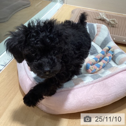 トイ・プードルの写真