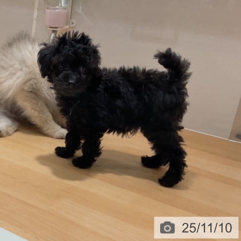 トイ・プードルの写真