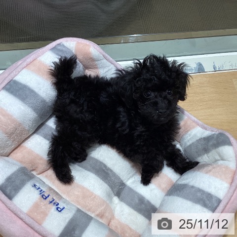 トイ・プードルの写真