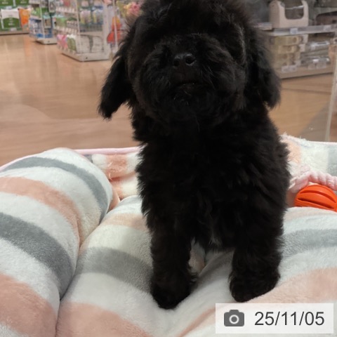 トイ・プードルの写真