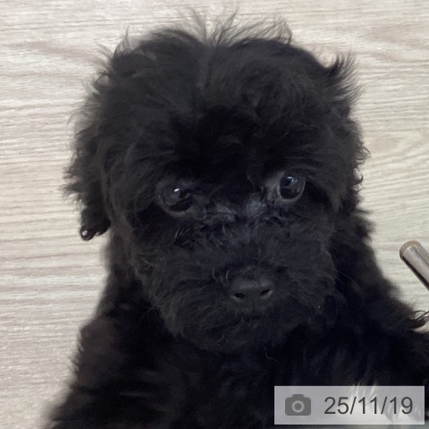 富山県のトイプードル(トイ) (ペットプラス となみ店/2025年9月4日生まれ/女の子/ブラック)の子犬の4枚目の画像