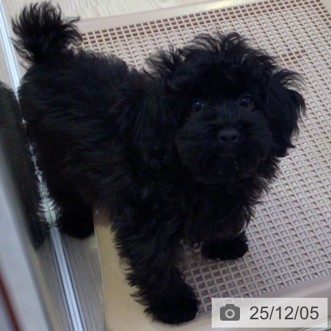 富山県のトイプードル(トイ) (ペットプラス となみ店/2025年9月4日生まれ/女の子/ブラック)の子犬の3枚目の画像