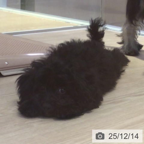 富山県のトイプードル(トイ) (ペットプラス となみ店/2025年9月4日生まれ/女の子/ブラック)の子犬の3枚目の画像