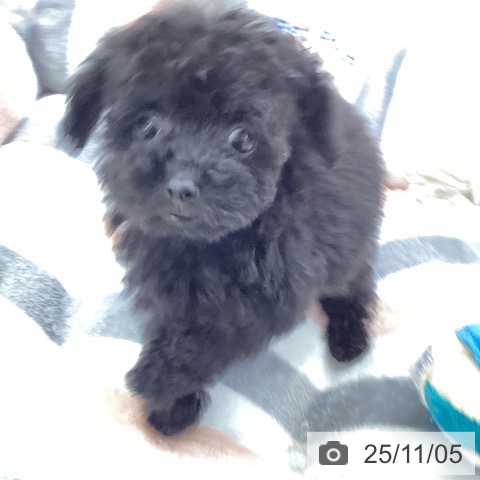 トイ・プードルの写真