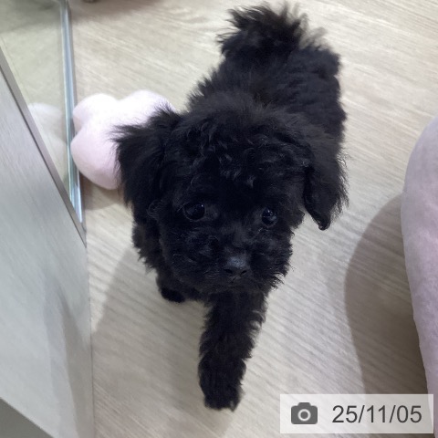 トイ・プードルの写真