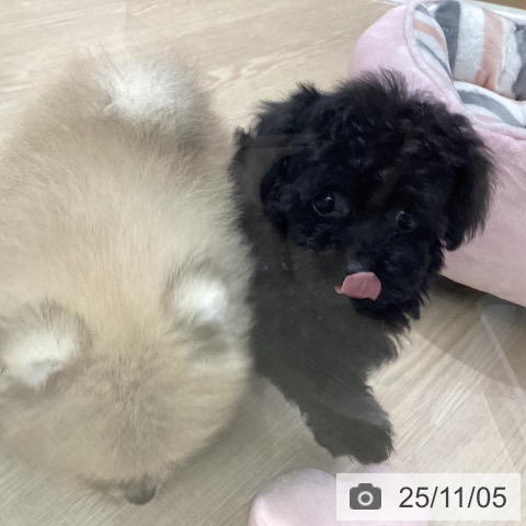 トイ・プードルの写真