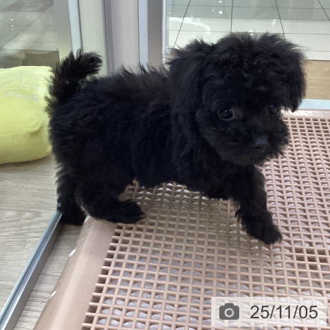 トイ・プードルの写真