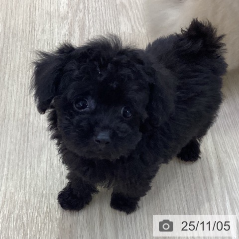 トイ・プードルの写真