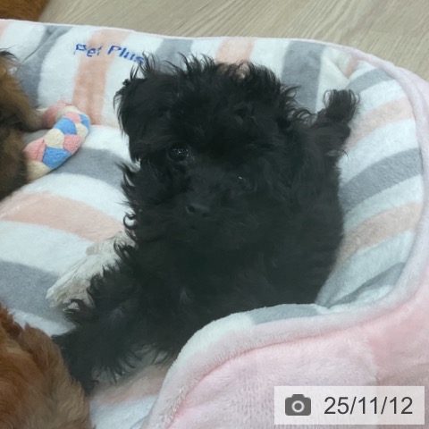 愛知県のトイプードル(トイ) (ペットプラス 名古屋茶屋店/2025年9月4日生まれ/女の子/ブラック)の子犬の4枚目の画像