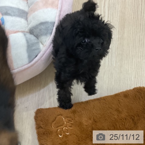 愛知県のトイプードル(トイ) (ペットプラス 名古屋茶屋店/2025年9月4日生まれ/女の子/ブラック)の子犬の3枚目の画像