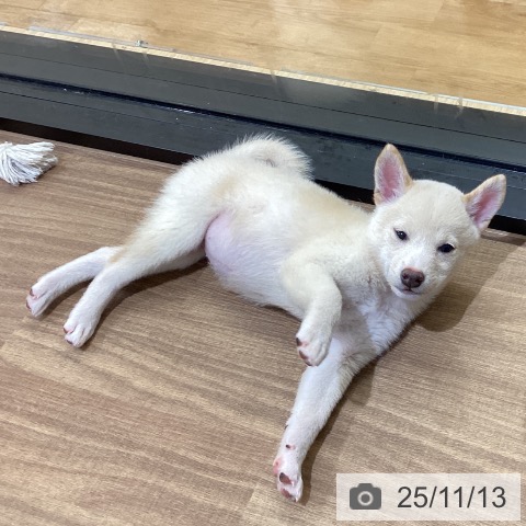 岡山県の柴犬(標準サイズ) (ペッツワン 岡山南店/2025年9月3日生まれ/女の子/白)の子犬の3枚目の画像