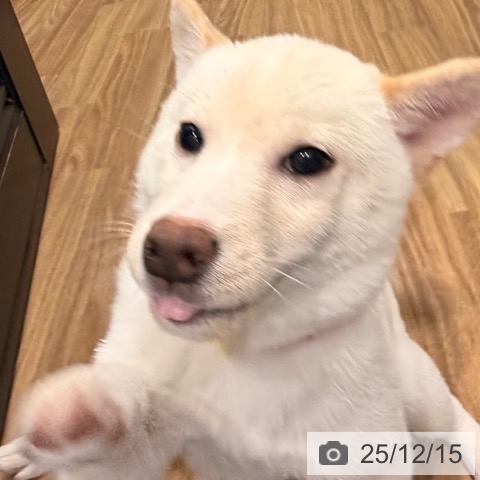 岡山県の柴犬(標準サイズ) (ペッツワン 岡山南店/2025年9月3日生まれ/女の子/白)の子犬の4枚目の画像