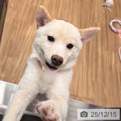 岡山県の柴犬(標準サイズ) (ペッツワン 岡山南店/2025年9月3日生まれ/女の子/白)の子犬の3枚目の画像