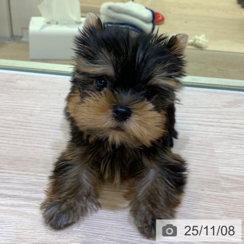 ヨークシャー・テリアの写真