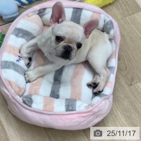 千葉県のフレンチブルドッグ (ペットプラス 船橋店/2025年9月5日生まれ/女の子/クリーム)の子犬の4枚目の画像